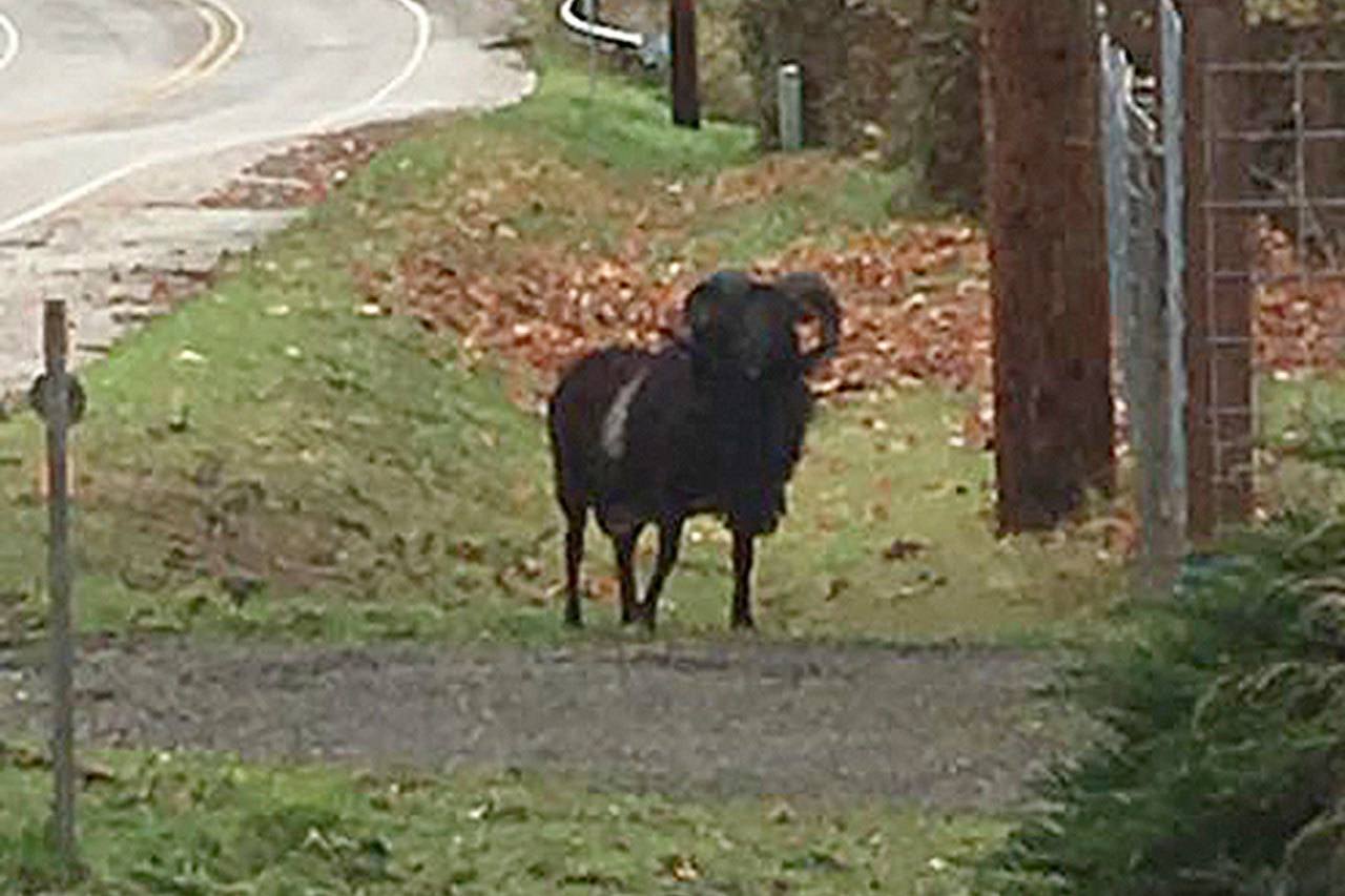 Contributed photo The black ram that separated from the herd was spotted on Fish Road.