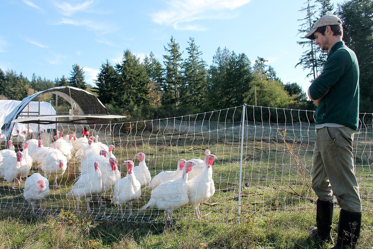 Kyle Jensen / The Record Bayview farmsteader Kevin Dunham meets with his pastured turkeys three weeks before slaughter day.