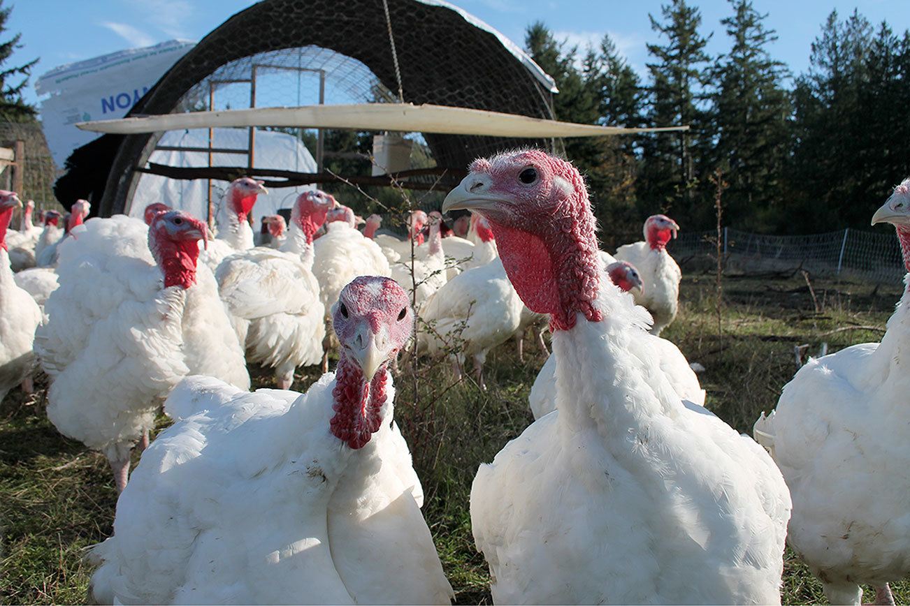 Kyle Jensen / The Record Dunham’s turkeys will soon be the main course for many South Whidbey Thanksgiving dinners.