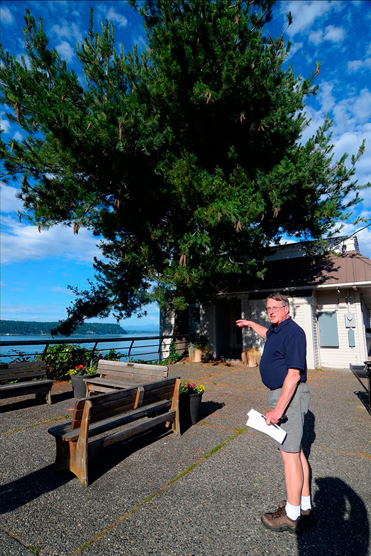 Record file                                In June, Langley Public Works Director Stan Berryman points out the old pine tree next to Village Pizzeria. The tree will get the ax following an arborist report by Eli Walton of Oak Harbor’s Pioneer Tree Service and Landscaping.