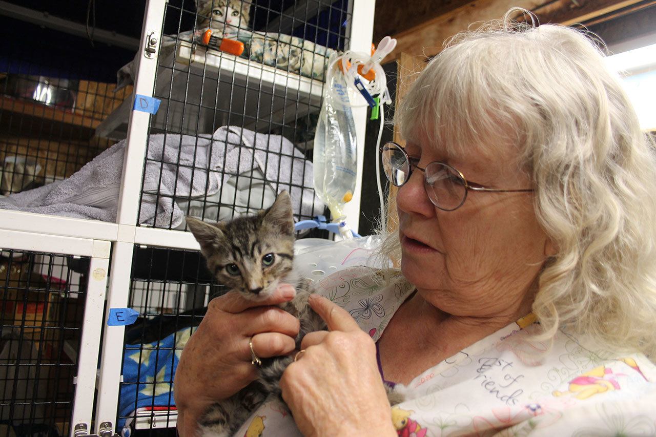 Kyle Jensen / The Record                                Oasis for Animals owner Jean Favini holds a kitten who survived the fire. Favini has been treating the cats with diuretics and antibiotics.