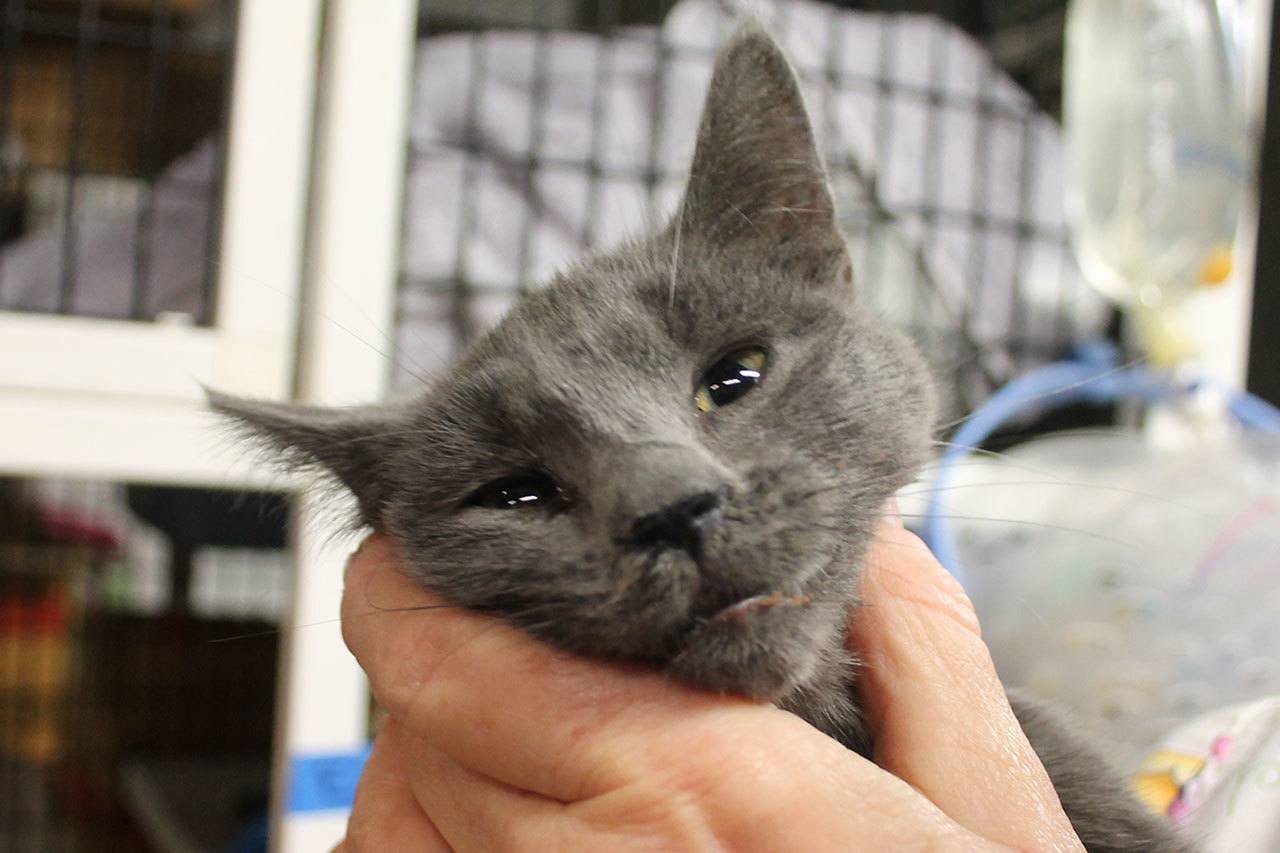 Kyle Jensen / The Record                                A kitten with small amounts of soot on its nose and eye is held by Favini.