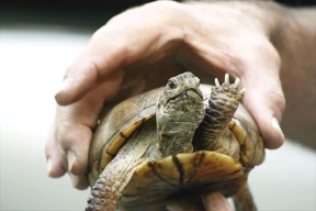 Lucky earned his name after being found on the side of Sills Road in June. State officials hope the turtle can be found again so he can be used as a mate for other endangered turtles.