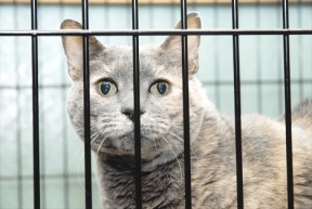 Ella enjoys her spacious cage at WAIF’s new cat adoption center