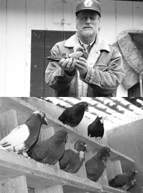 (Top) Bob Berggren of Clinton displays one of his 125 well-trained roller pigeons that recently competed in the unusual sport on South Whidbey. (Bottom) Several roller pigeons rest in their Clinton loft between training flights.