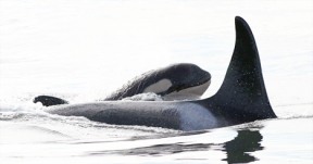 The newest member of L-pod