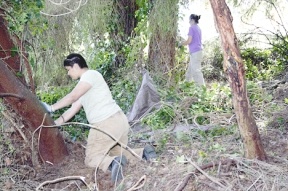 Julia Pineda of Paraguay rips away dense ivy to create survival rings around trees at Freeland Park. Pineda is one of six EarthCorps employees hired to restore the portion of the park just east Freeland Hall by removing invasive plant species and clearing a trail from the picnic shelter to the shoreline.
