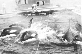 Orca captures in Washington more than 30 years ago wiped out a large portion of the Southern Resident orca population.
