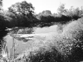 Additional runoff drainage into this portion of Deer Lagoon may depend on water quality and the willingness of the Useless Bay Golf Course and Country Club to treat it.