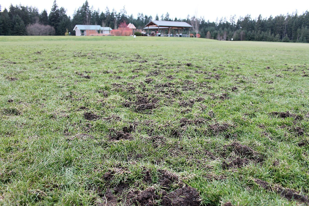Kyle Jensen / The Record                                Divots were heavily scattered on field one in the South Whidbey Sports Complex. The field will remain closed for at least two or three months.