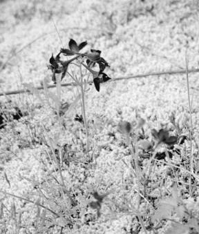 The deep blue Menzies' larkspur