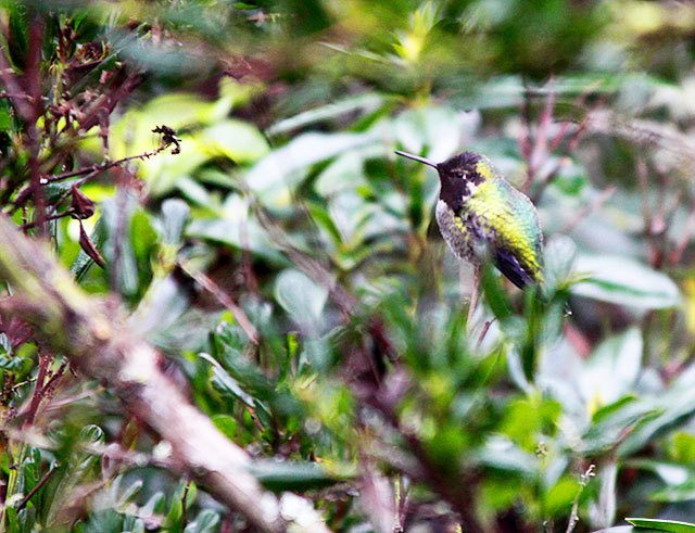 Ron Newberry / Whidbey News Group                                An Anna&rsquo;s Hummingbird blends into the scenery at Linda and Gordon Bainbridge&rsquo;s backyard in Greenbank. When temperatures drop to below freezing, Linda Bainbridge wakes up early to set out her hummingbird feeder.