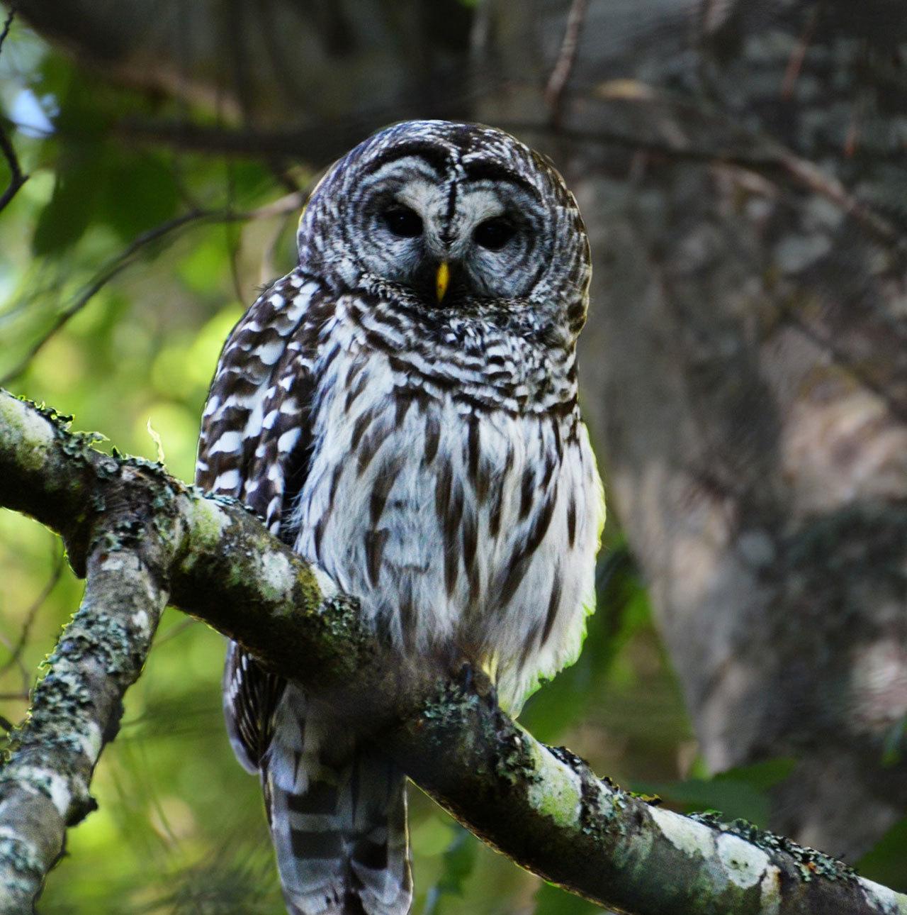 Martha Ellis photo                                A barred owl in early summer, 2016, sits perched in a tree at a Coupeville home.