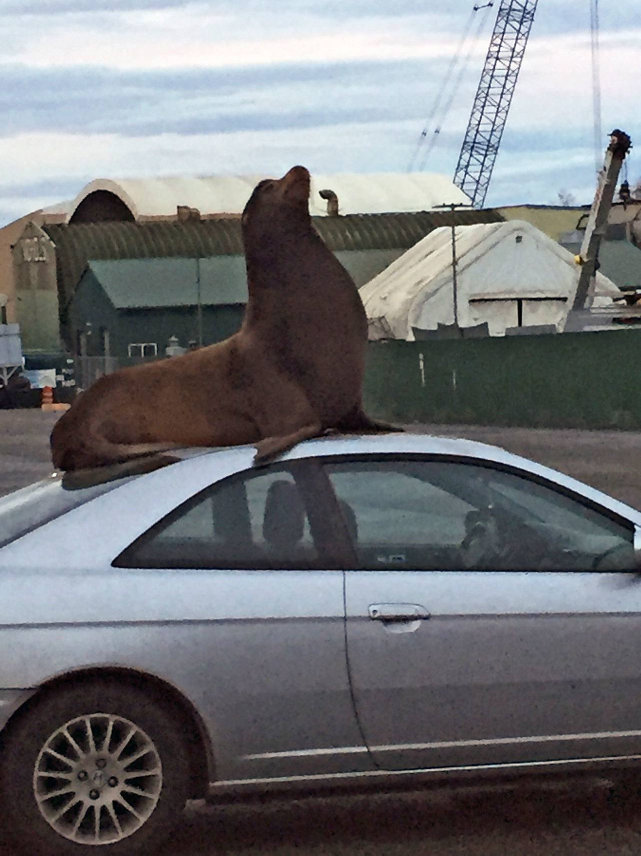 Megan Hansen / Whidbey News Group — A California sea lion perches atop a small Honda at Nichols Brothers Boat Builders on Saturday. That animal spent the day around the yard, capturing the attention of locals and news organizations around the country.