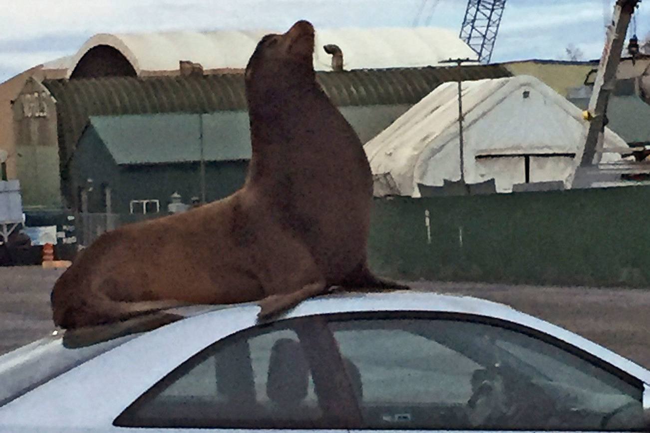 Sea lion visits Nichols Brothers, practices car decorating skills