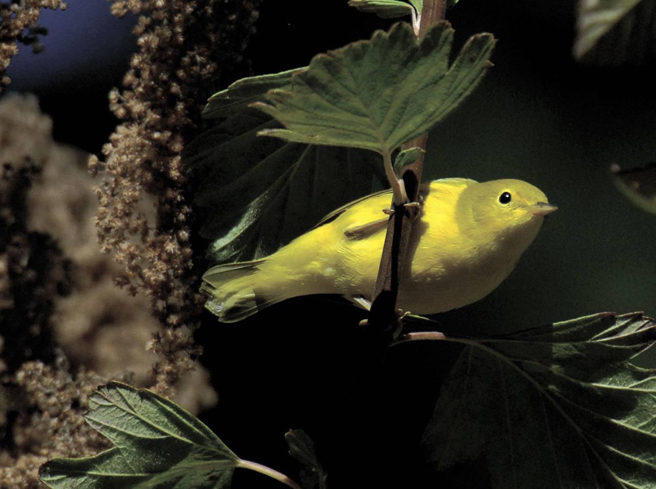 Craig Johnson photo &mdash; A yellow warbler perches on a branch.