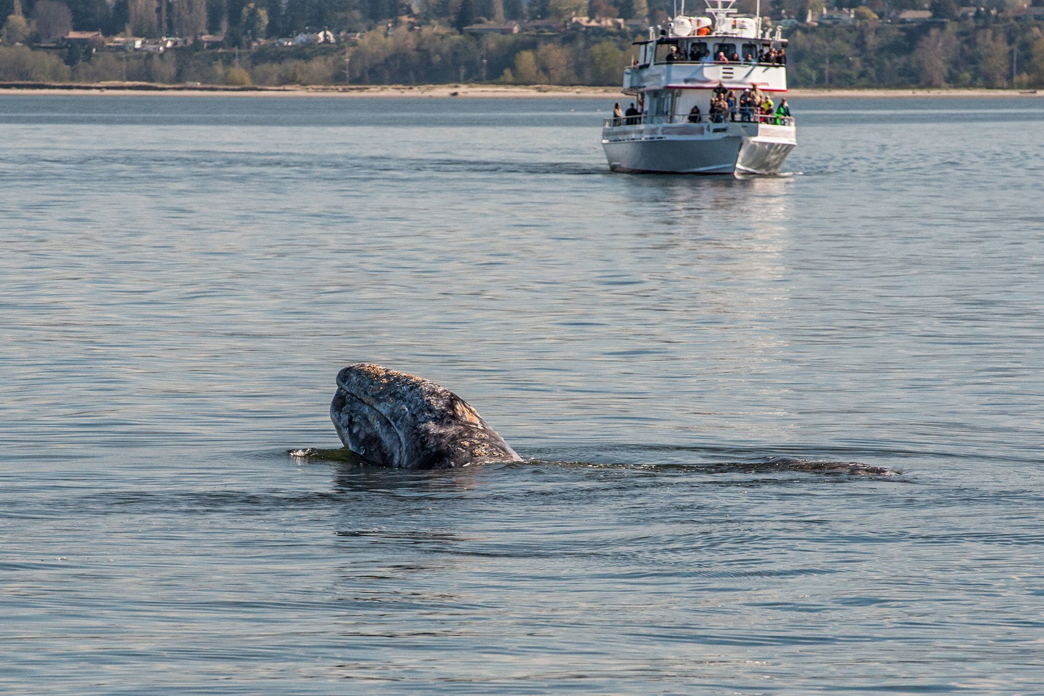 Record file — A gray whale breaches as a boat full of onlookers watches in the background