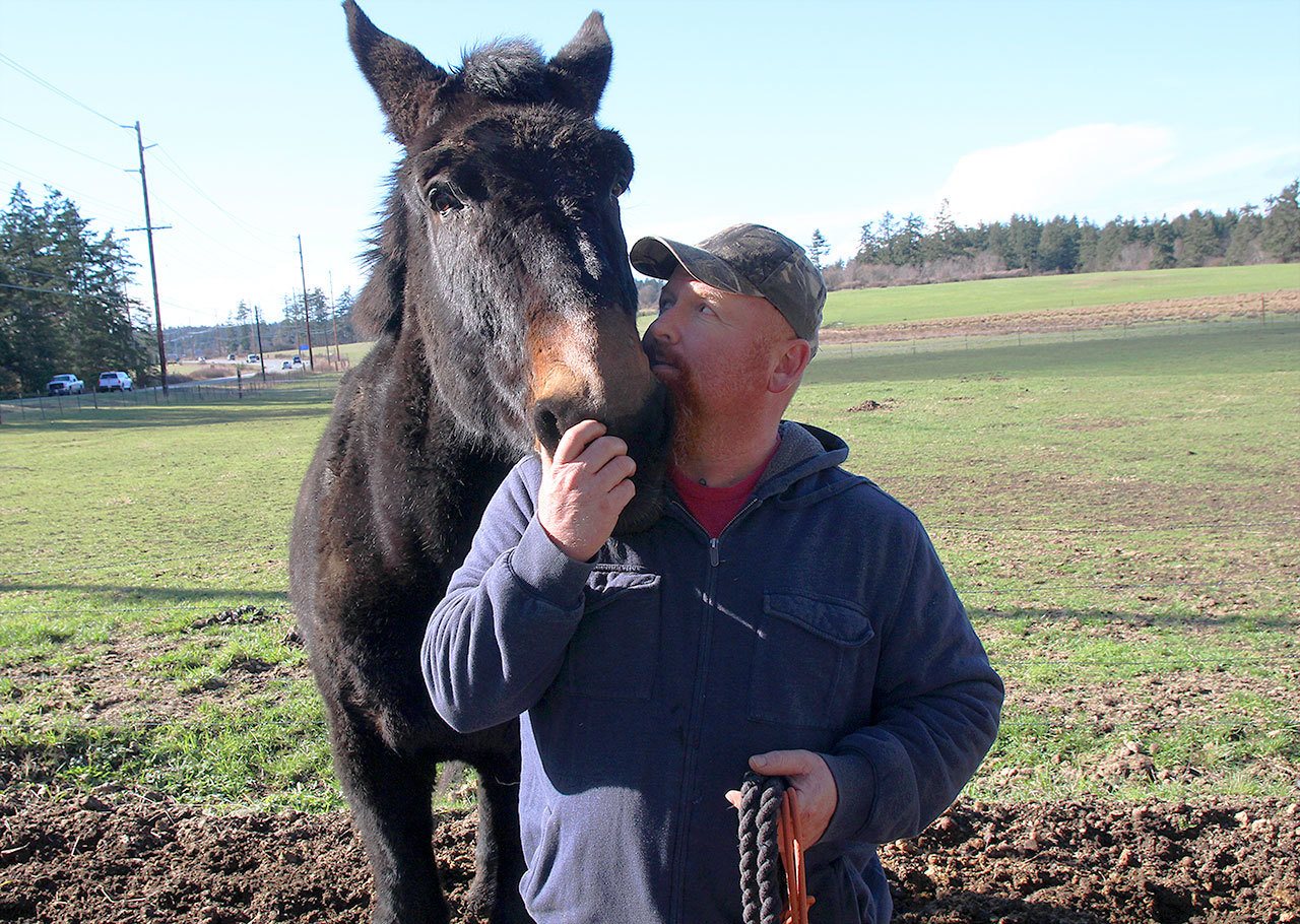 Whidbey News Group photo                                Wednesday afternoon, North Whidbey resident John Wallace visits with Buster, a mule that suffered a mysterious eye injury earlier this month.
