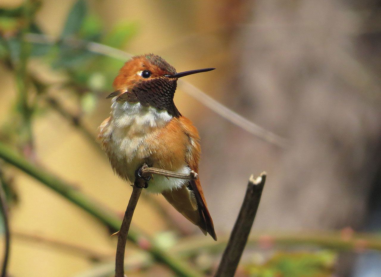 Craig Johnson photo — A male rufous hummingbird perches on a branch in photographer Craig Johnson’s backyard.