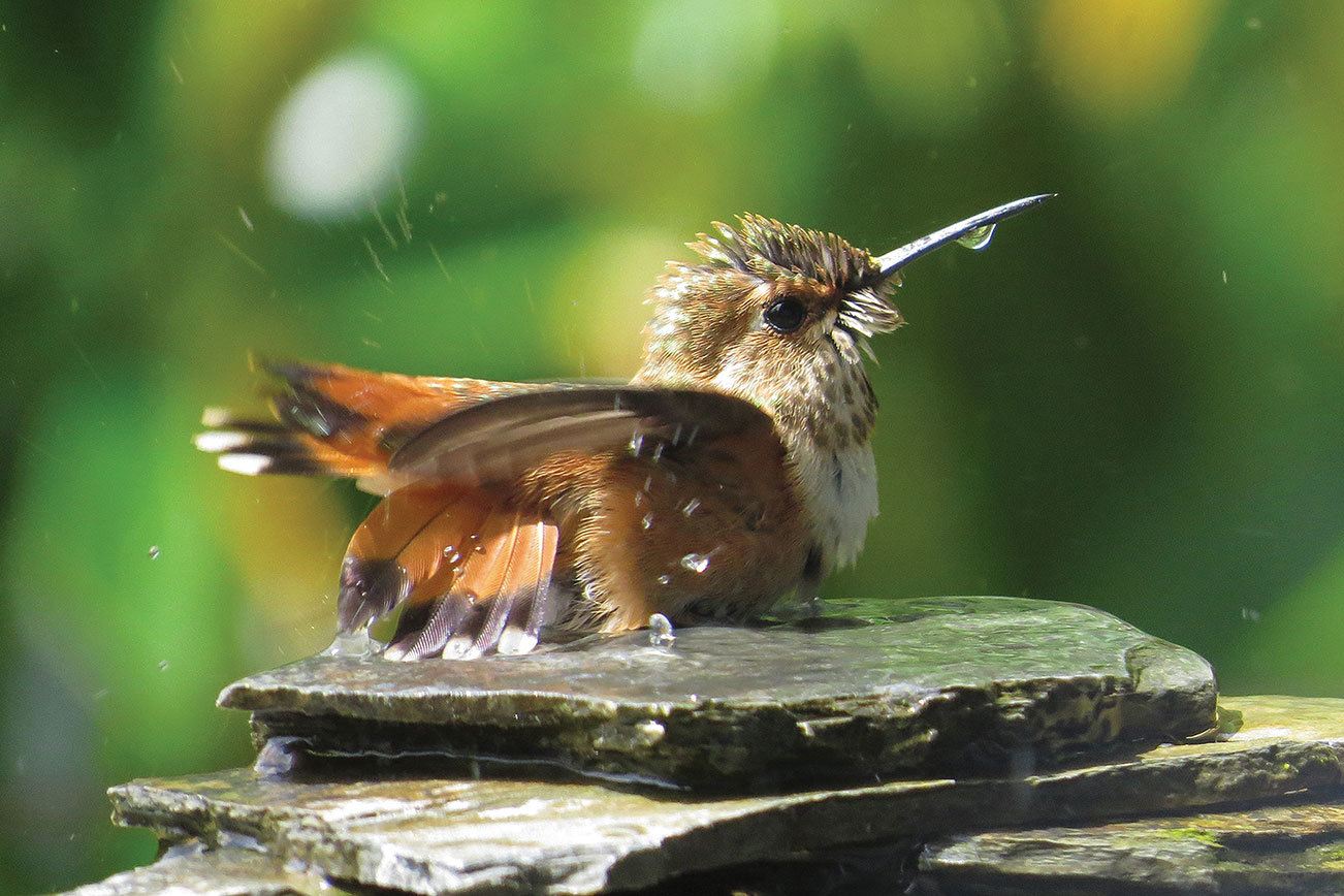 Craig Johnson photo — A female rufous hummingbird enjoys a bath, also in photographer Craig Johnson’s backyard.