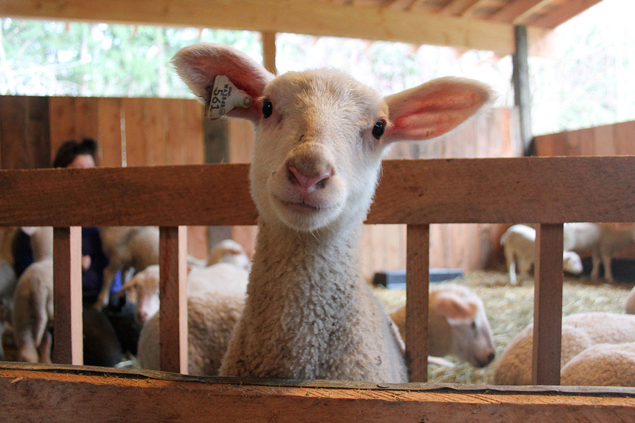 Kyle Jensen / The Record — One of the older lambs at Glendale Shepherd curiously peeks it head from its pen.