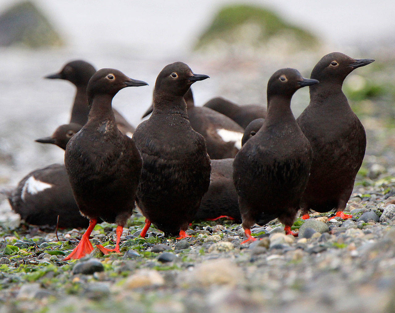 Govinda Rosling — photo Pigeon Guillemots are the only seabird that breeds on Whidbey Island, according to Frances Wood.