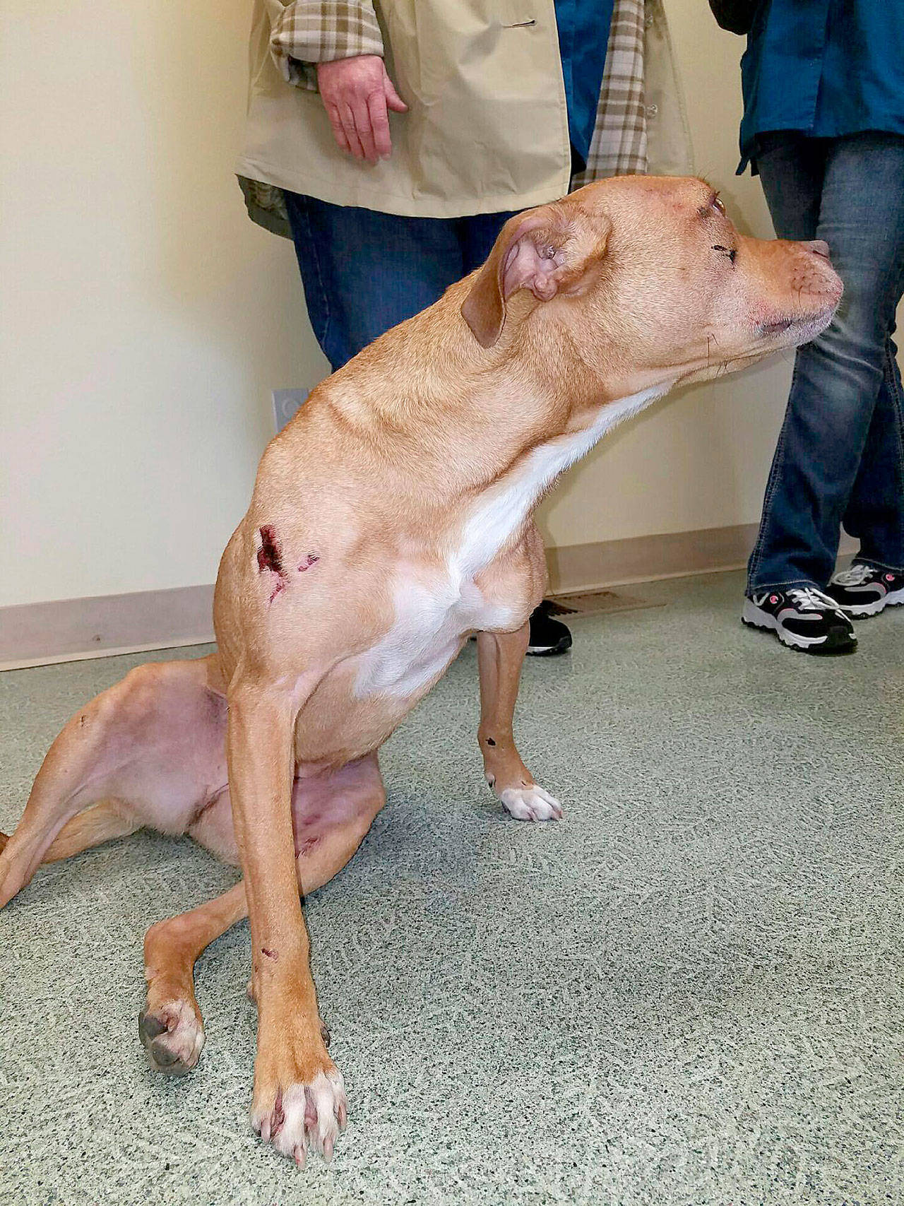 Jessie Stensland / Whidbey News Group — A dog named Daisy is evaluated at the WAIF shelter near Coupeville. The pitbull was euthanized after suffering massive injuries from being thrown from a vehicle and struck by vehicles.