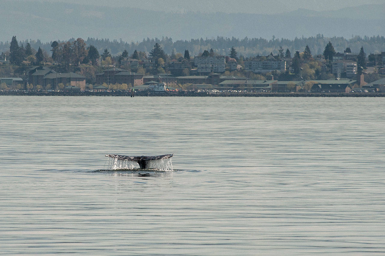Contributed photo — A gray whale lob-tails in Possession Sound last April.