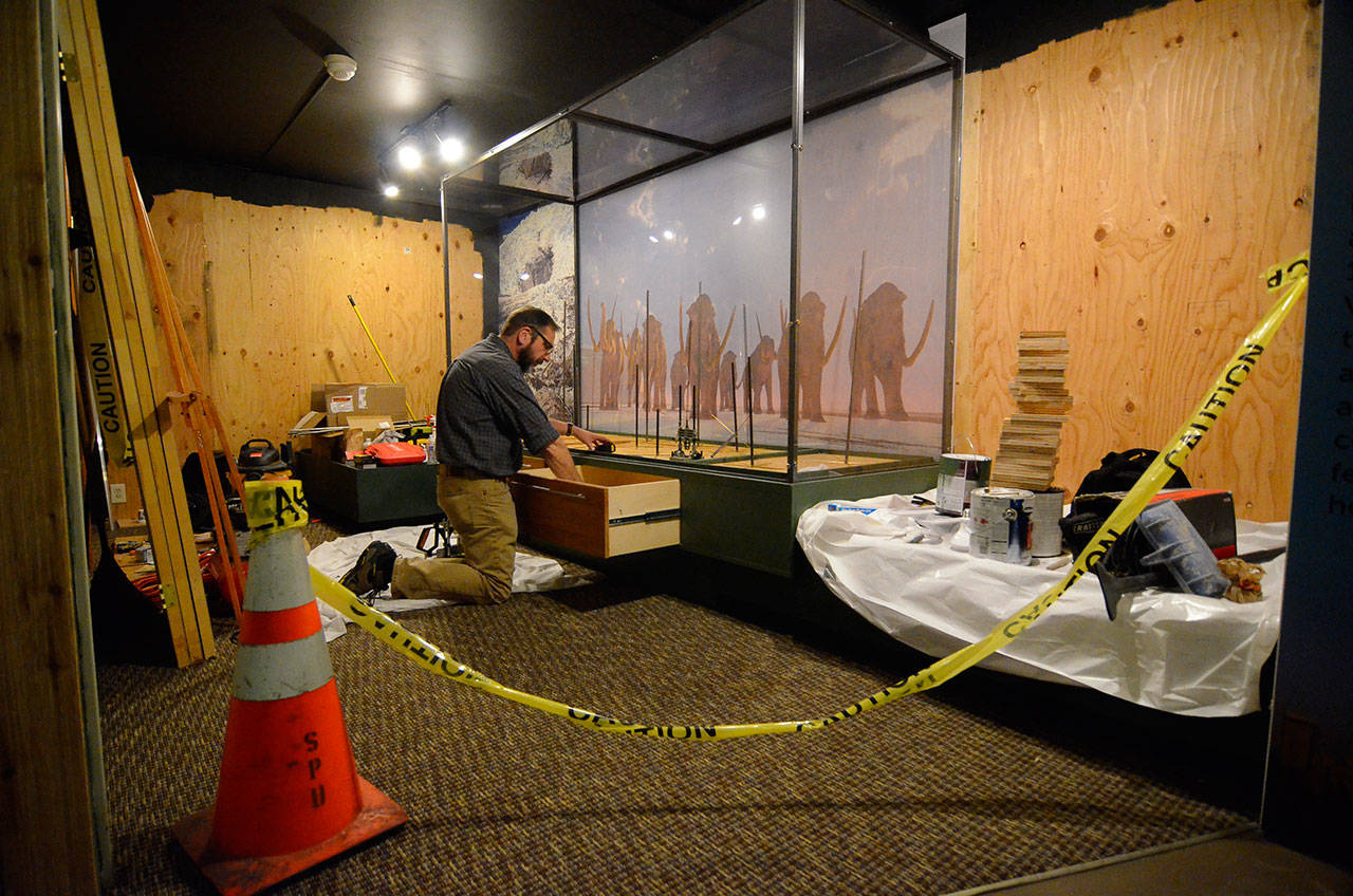 Justin Burnett/The Record &mdash; Rick Castellano, executive director of the Island County Historical Society&rsquo;s museum in Coupeville works on a new exhibit that focuses on the Ice Age and a prehistory of Island County.