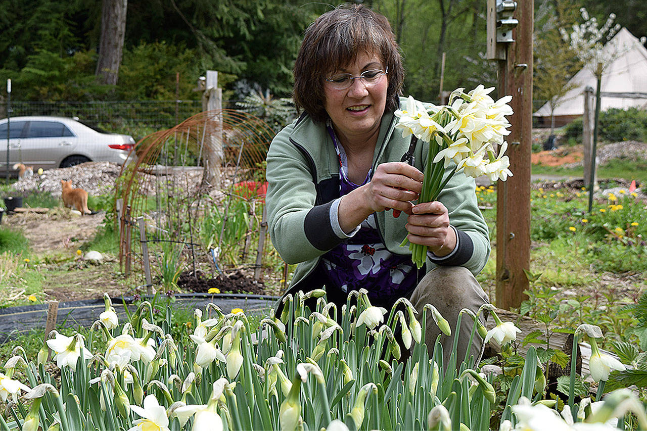 Kyle Jensen / The Record — Sonshine Farm co-owner Pam Uhlig picks daffodils in her Langley garden. Her farm has seen roughly 300 percent growth in the past three years as the locally-grown flower industry continues to grow.