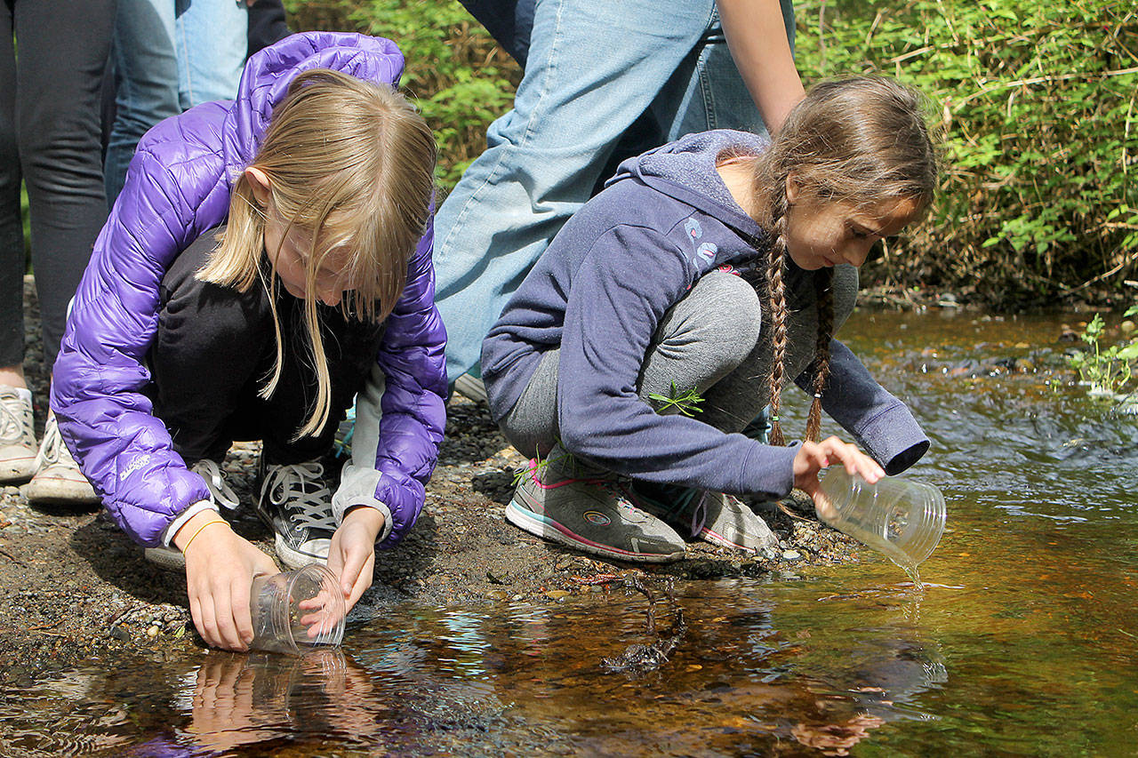 Evan Thompson / The Record — Audrey Gmerek, left, gently releases two salmon fry into the Maxwelton watershed on Monday morning. She was among 112 students apart of this spring’s Salmon in the Classroom Project.