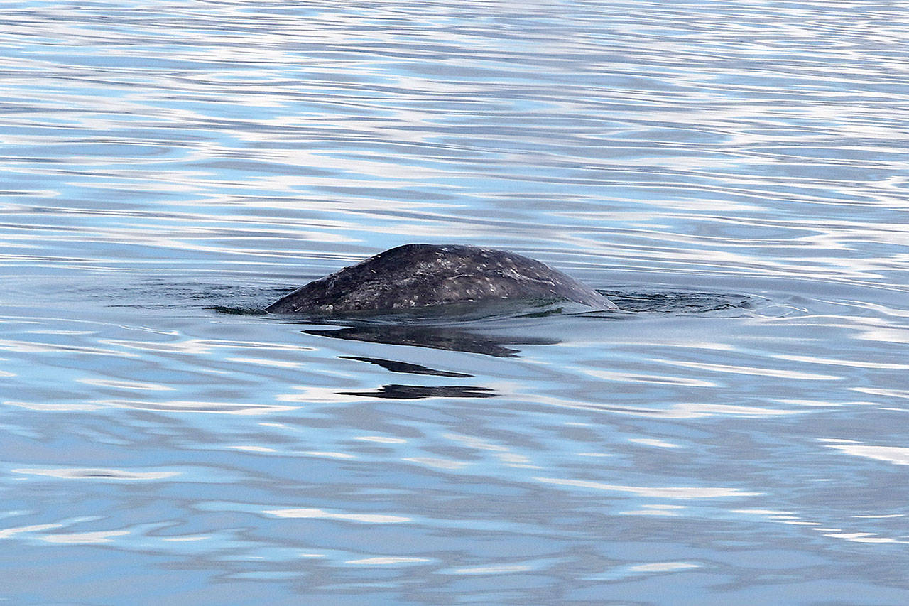 Cascadia Research photo — Gray Whale 22 is seen swimming Monday near the area where a gray was struck by a boat the day prior. It’s unclear which whale was hit; 22 was one of about five seen.