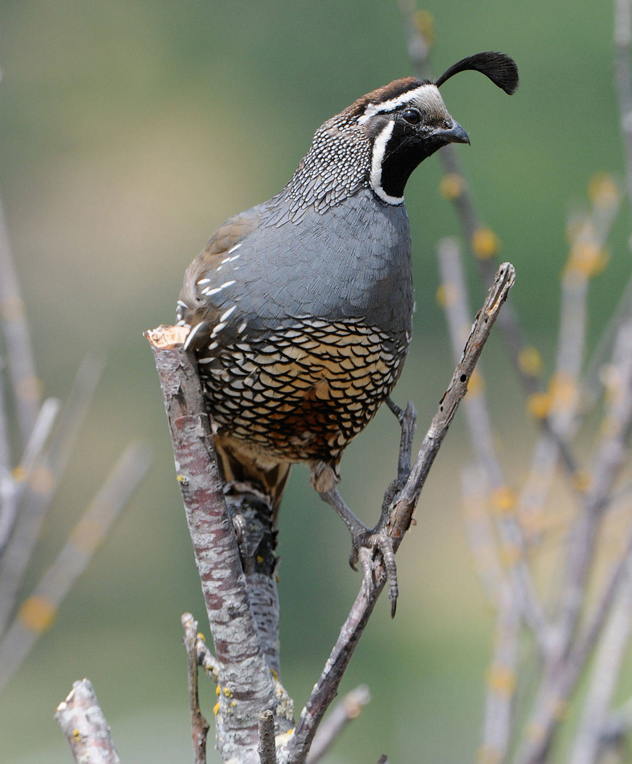 Craig Johnson photo — A male California quail watches over a large brood from his perch.