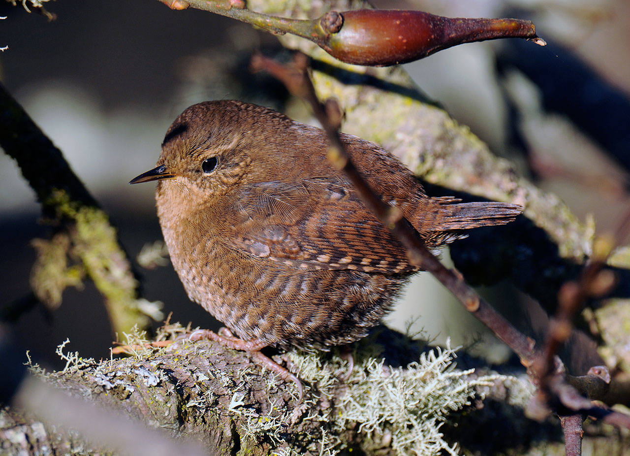 Craig Johnson photo — A tiny Pacific wren warms up in morning sunlight. It’s a bird people don’t often see as it’s often concealed by dense underbrush.