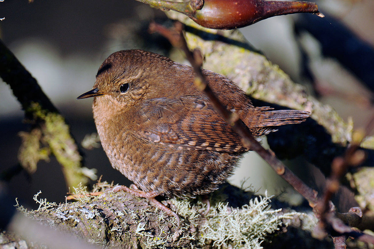 Springtime on Whidbey brings birdsong, familiar and unfamiliar
