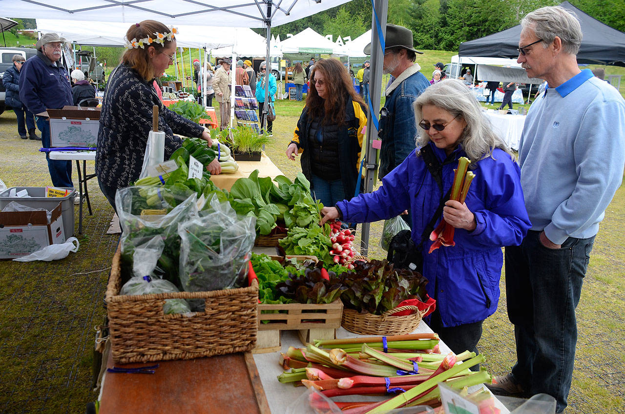 Justin Burnett/The Record — Freeland resident Avery Holzer selects some rhubarb from Skyroot Farm on opening day of the Bayview Farmers Market.