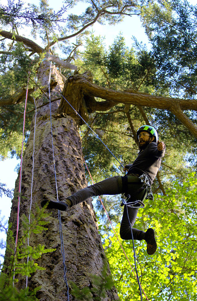 “Who doesn’t want to climb trees for a living?” asks instructor Shaun Mellor, after guiding a couple to the top of a 200-foot Douglas fir in Deception Pass State Park. Two towering trees, estimated between 200 to 500 years old, are outfitted with ropes for the harness and pulley system used in canopy climbing. AdventureTerra charges $149 per person for the experience that lasts about four hours. Minimum age is 7 years old. Photo by Patricia Guthrie/Whidbey News-Times