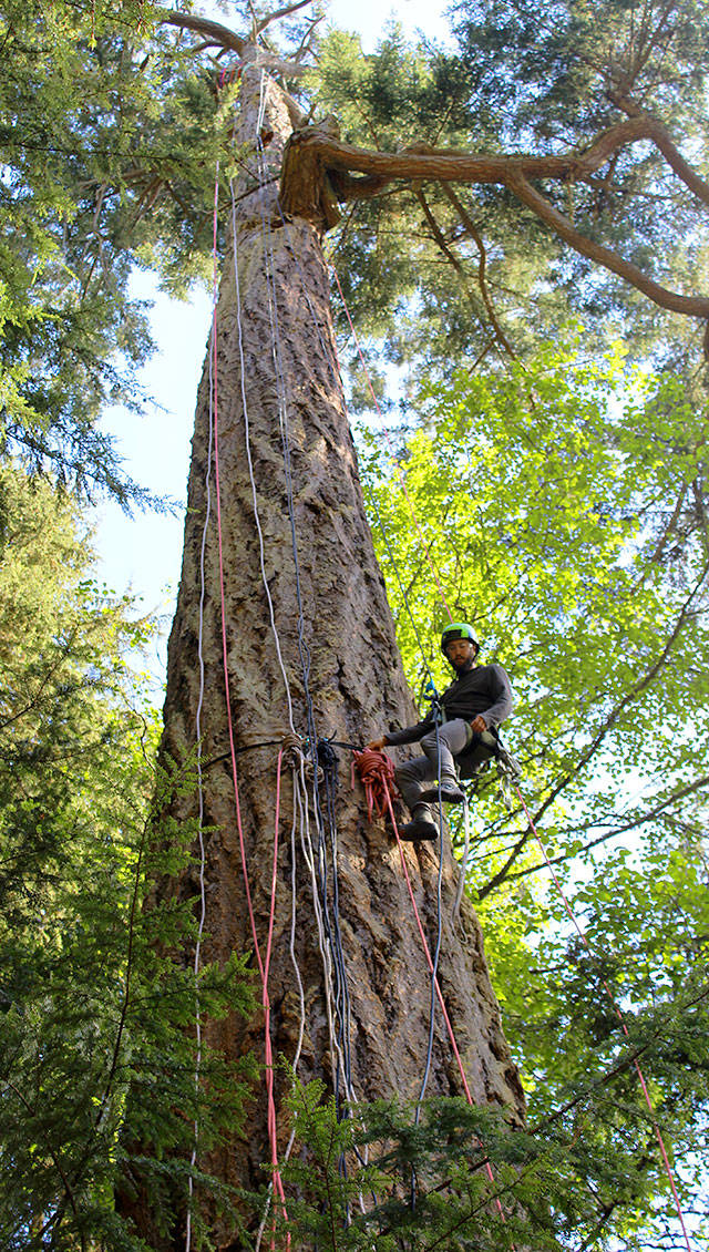 Tree climbing guide Shaun Mellor ties up ropes at the end of day to keep people from tampering with equipment left on the 200-foot Douglas fir near a parking lot of North Beach at Deception Pass State Park. Photo by Patricia Guthrie/Whidbey News-Times