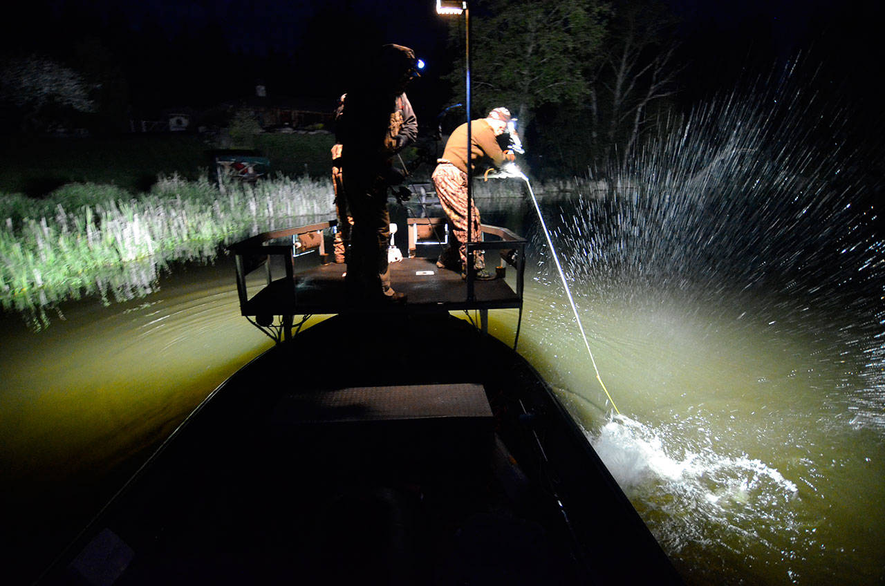 Justin Burnett/The Record &mdash; Jay Johnson, a Camano resident, muscles in a grass carp at Lone Lake on Friday. He and two other bow fishermen have been hunting the lake at the request of area fishing clubs. The carp eat vegetation and are believed to be linked to a trout die-off last year resulting from low oxygen levels.