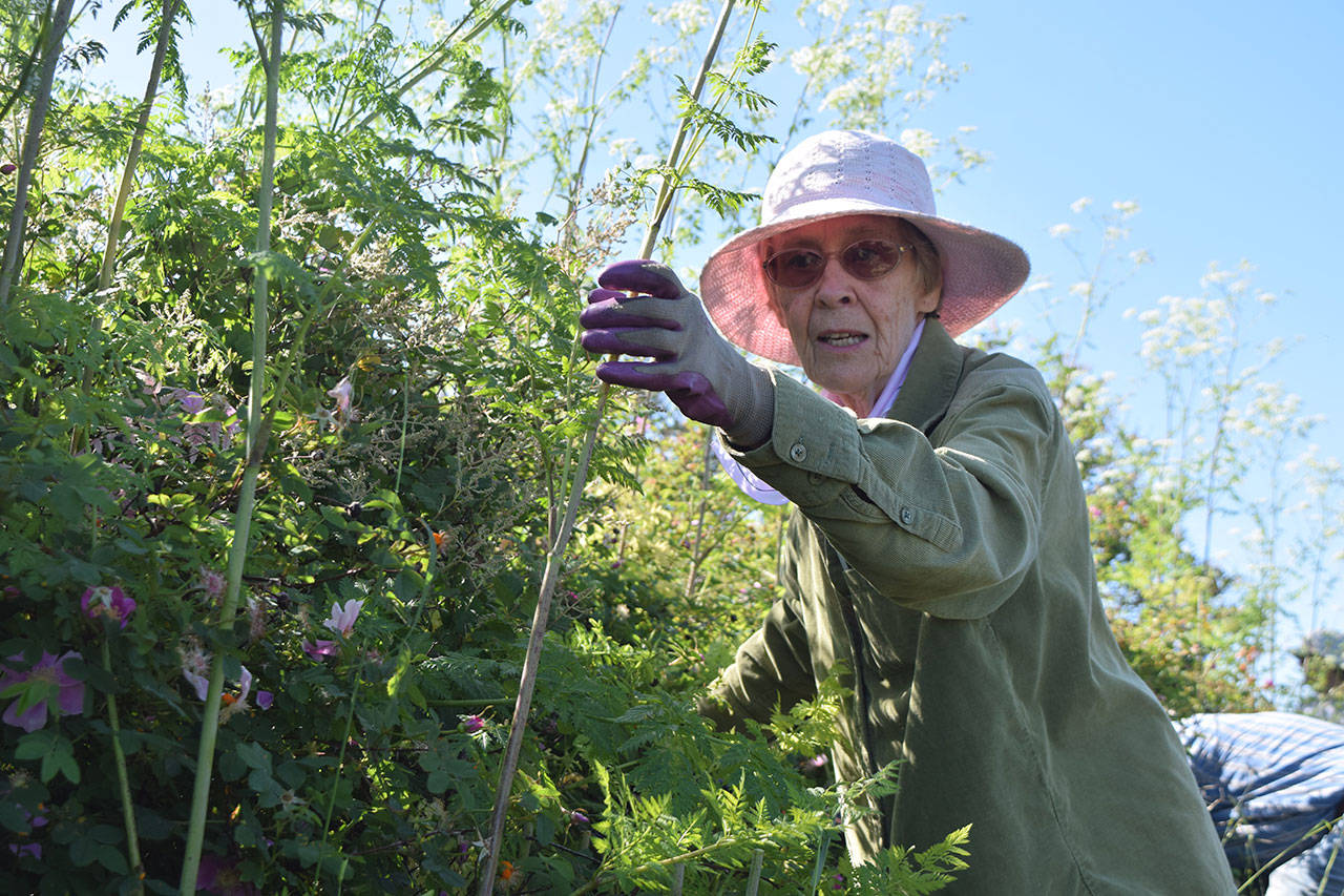 Kyle Jensen/The Record — Sunlight Beach resident Jean Wilcox, 81, shows how to best identify poison hemlock.