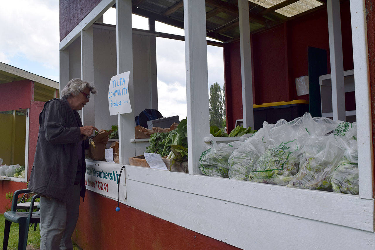 Kyle Jensen / The Record — Clinton resident Anza Muenchow sifts through the community produce booth at South Whidbey Tilth Farmers Market.