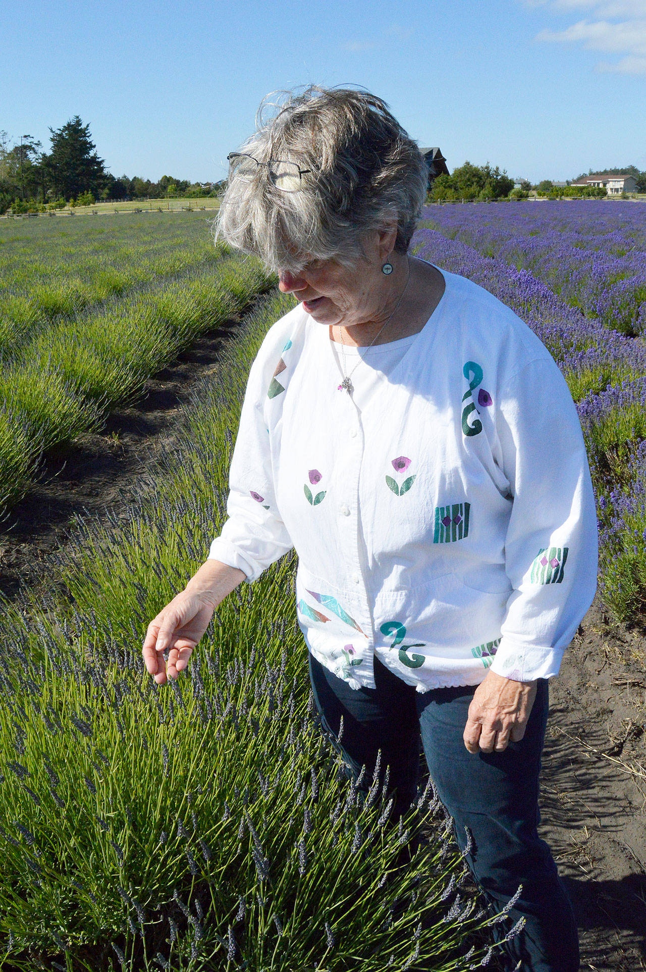 Sarah Richards examines the different rows of lavender at her farm, explaining how each variety blooms at a different pace. She anticipates lavender blooming throughout her new summer concert series. Photo by Megan Hansen/Whidbey News-Times