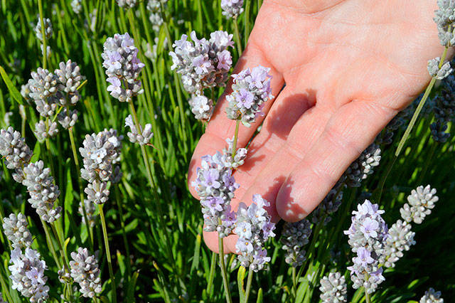 Rows of pink lavender are planted amongst plants with the traditional lavender hue to provide variety and composition in the fields.
