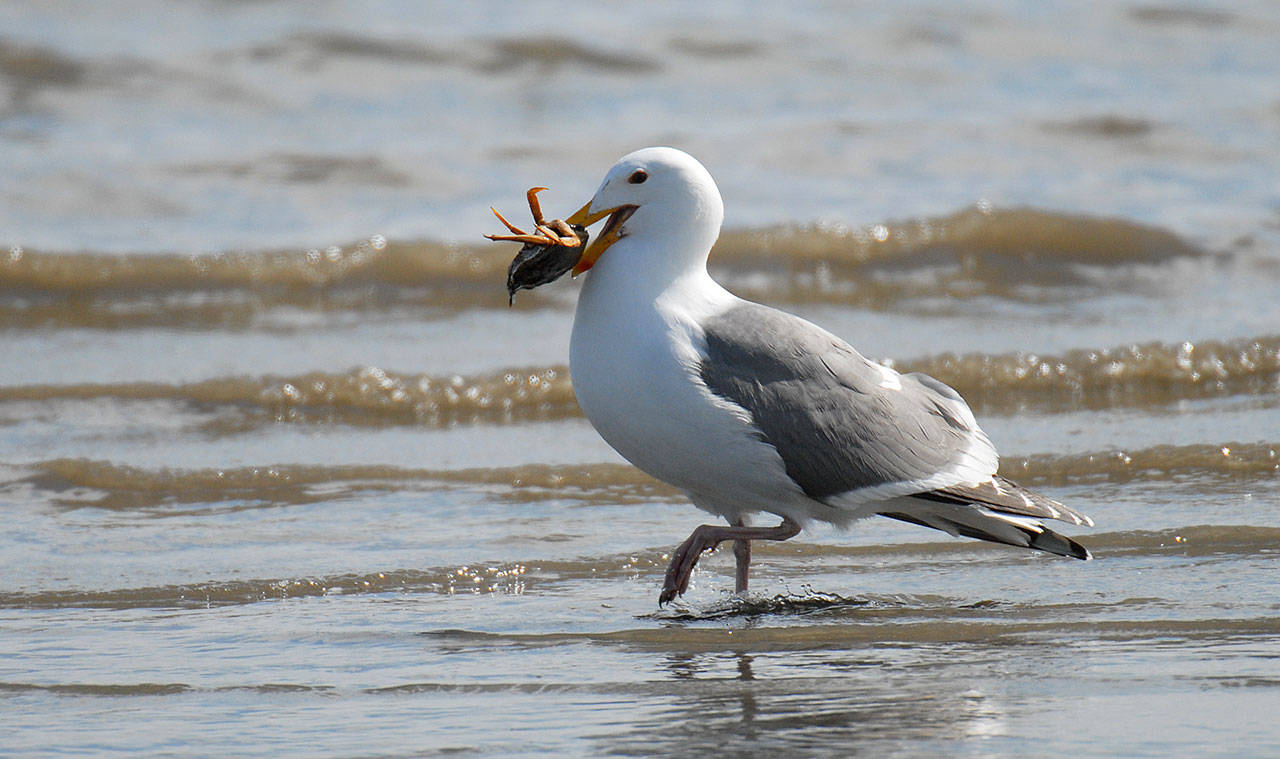 Craig Johnson photo — A glaucous-winged gull with a crab snack wades along the shoreline.