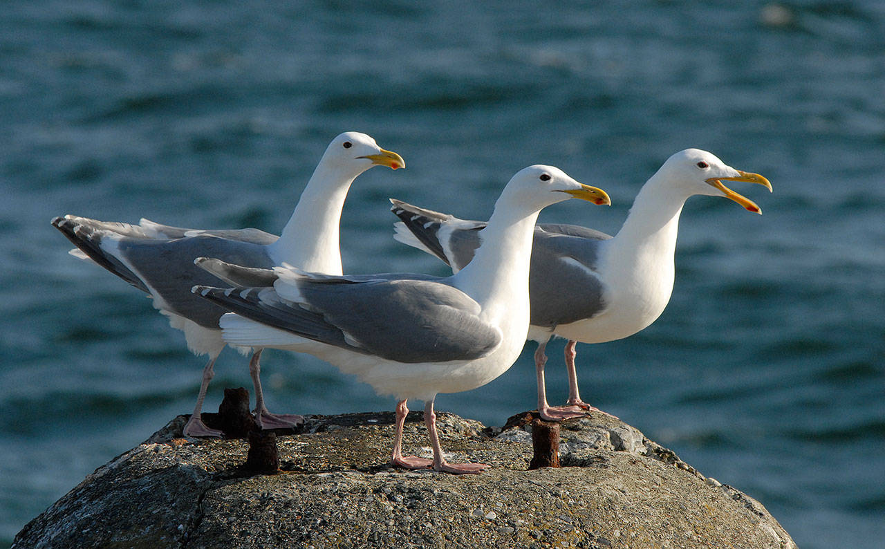Craig Johnson photo — Three glaucous-winged gulls perch on a rock.