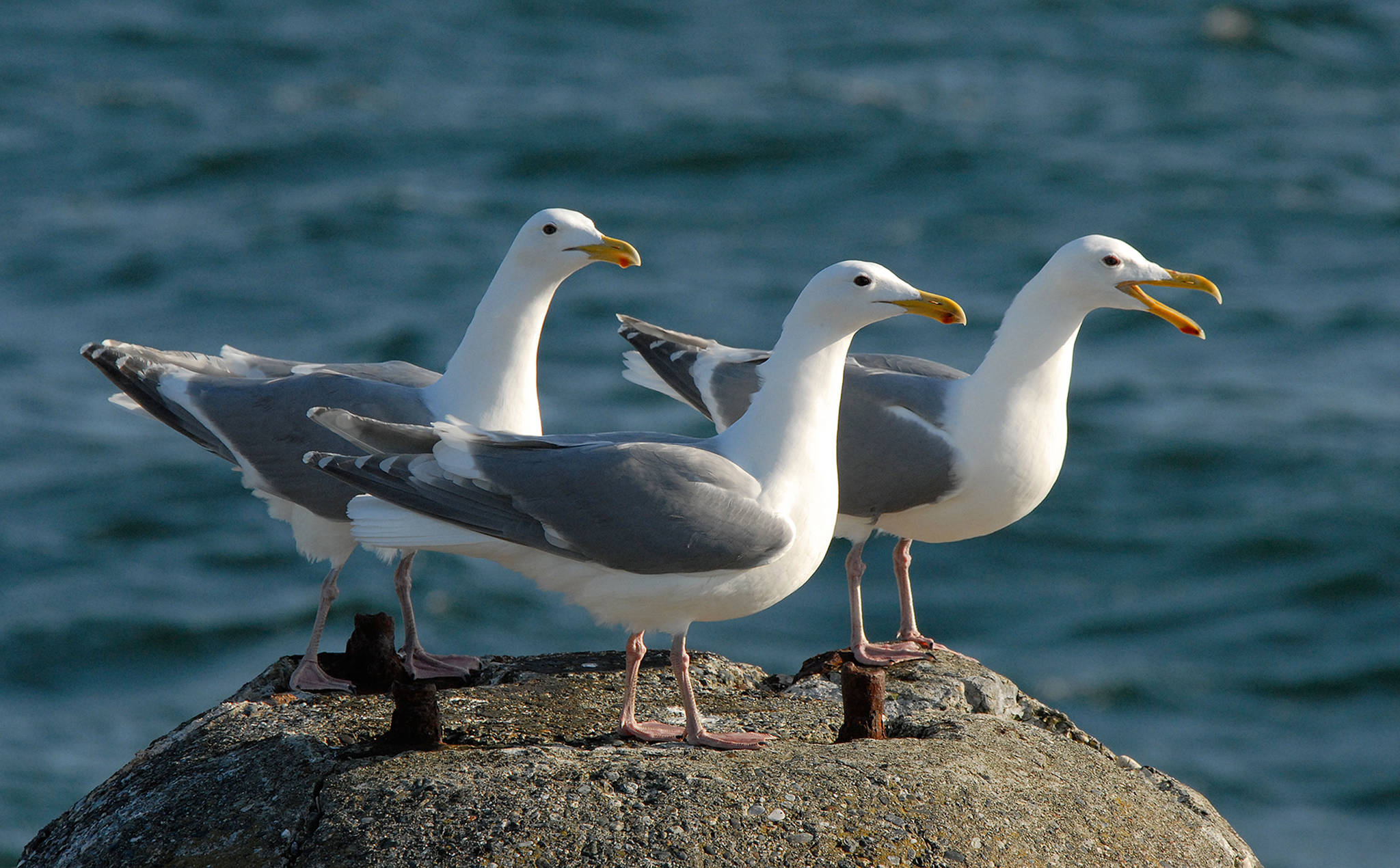 Whidbey gulls flock during crab season