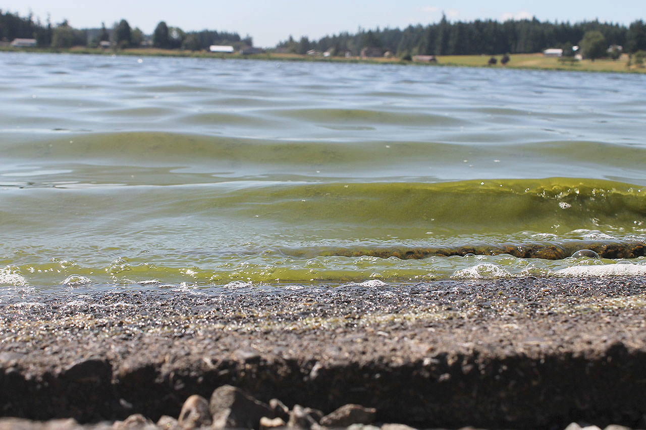 Evan Thompson / The Record &mdash; Green scum was evident in the water at Lone Lake on Wednesday afternoon. A toxic algae bloom forced Island County to close the lake on Wednesday.