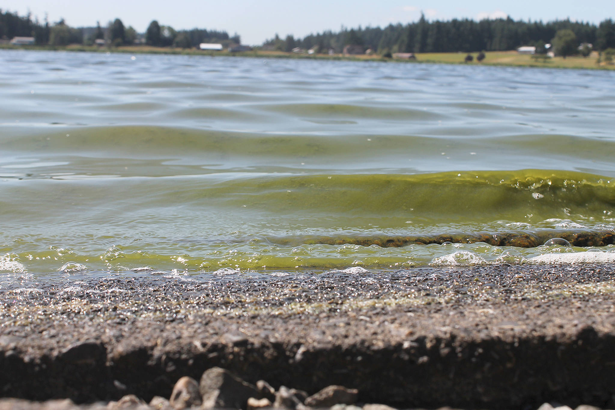 Lone Lake closes due to toxic algae bloom
