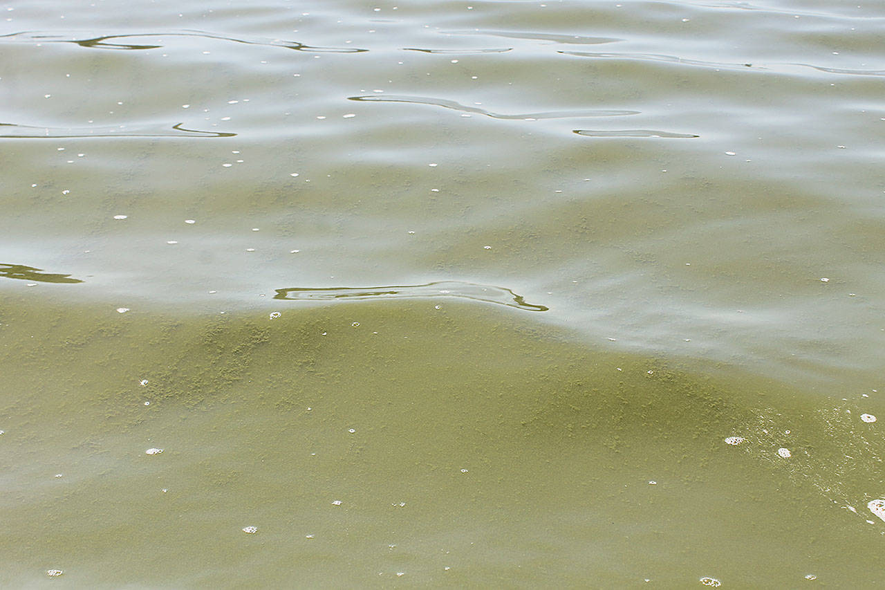 Evan Thompson / The Record — Green scum was seen on the surface of Lone Lake this past week. A toxic algae bloom led Island County to close the lake on July 19.
