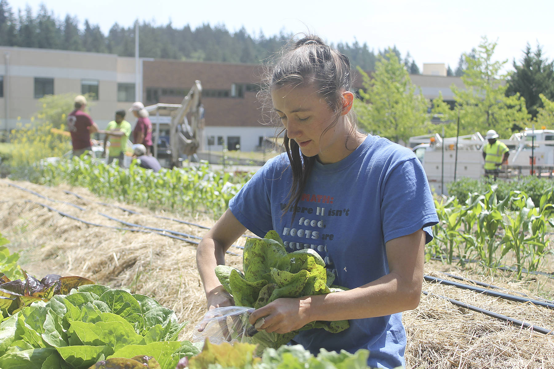 Water main installed at South Whidbey High School garden